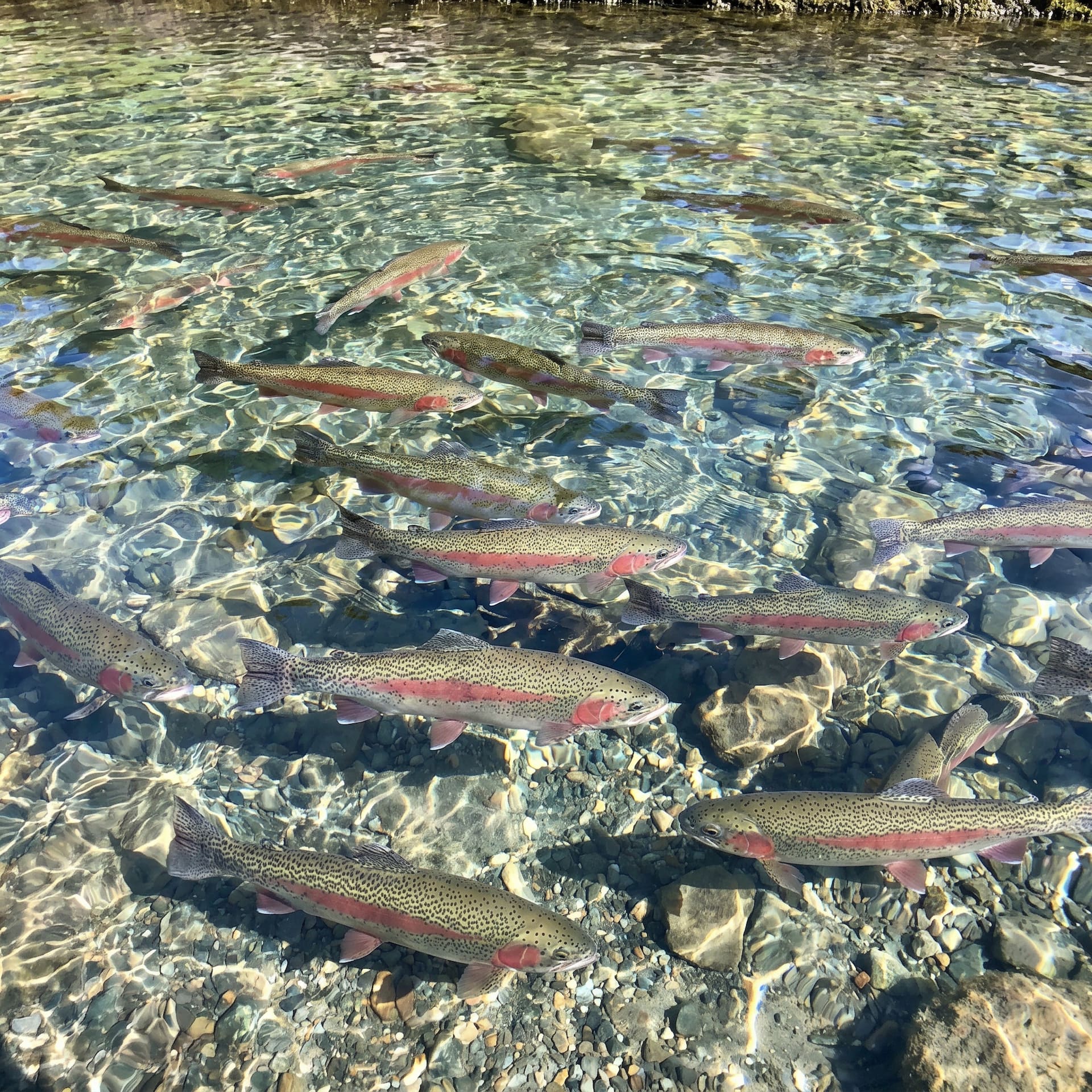 Furaj pentru păstrăv BioMar în România — Aquafeed Distribution